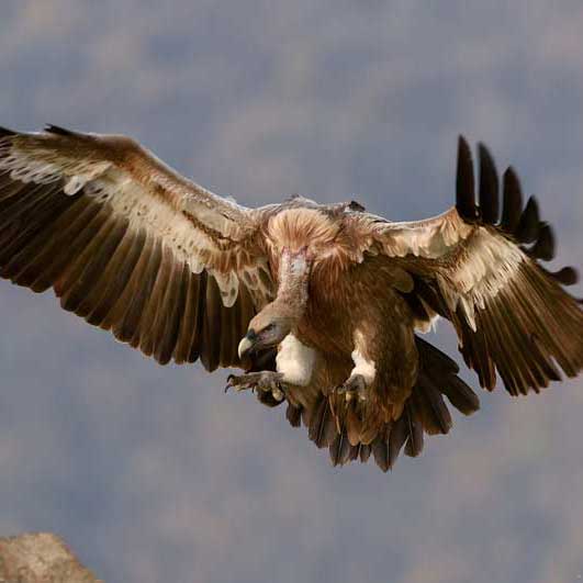 短信验证码轰炸在线版